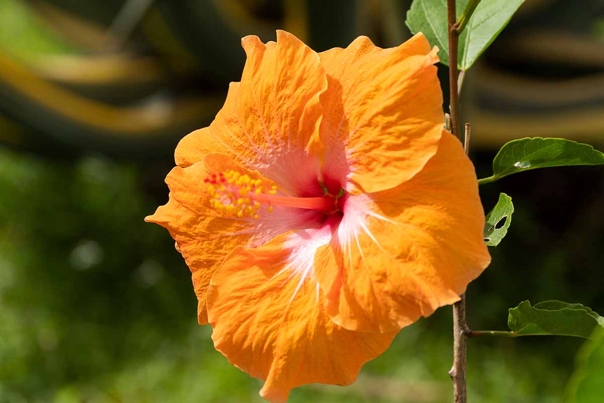 A close up horizontal image of an orange Hibiscus furcellatus flower pictured in bright sunshine on a soft focus background.