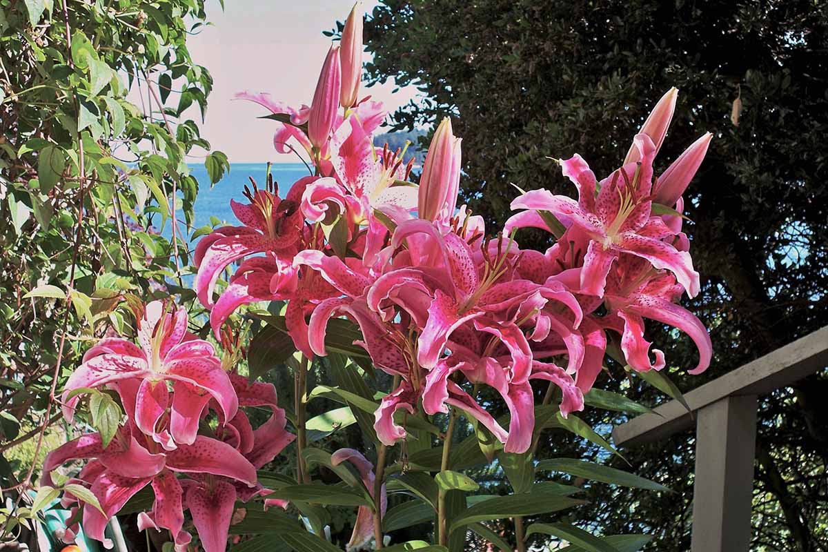 A close up horizontal image of bright pink oriental lilies growing in a sunny garden.