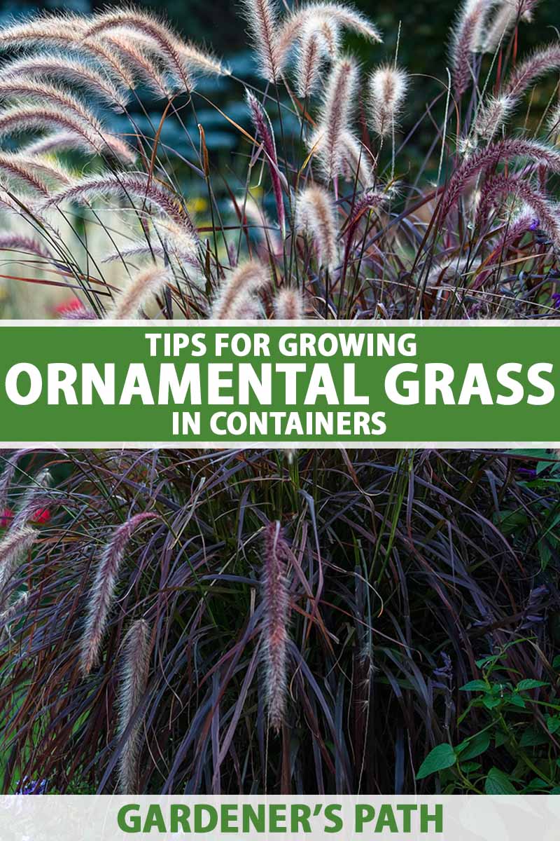 A close up vertical image of ornamental grass growing in a container pictured on a soft focus background. To the center and bottom of the frame is green and white printed text.