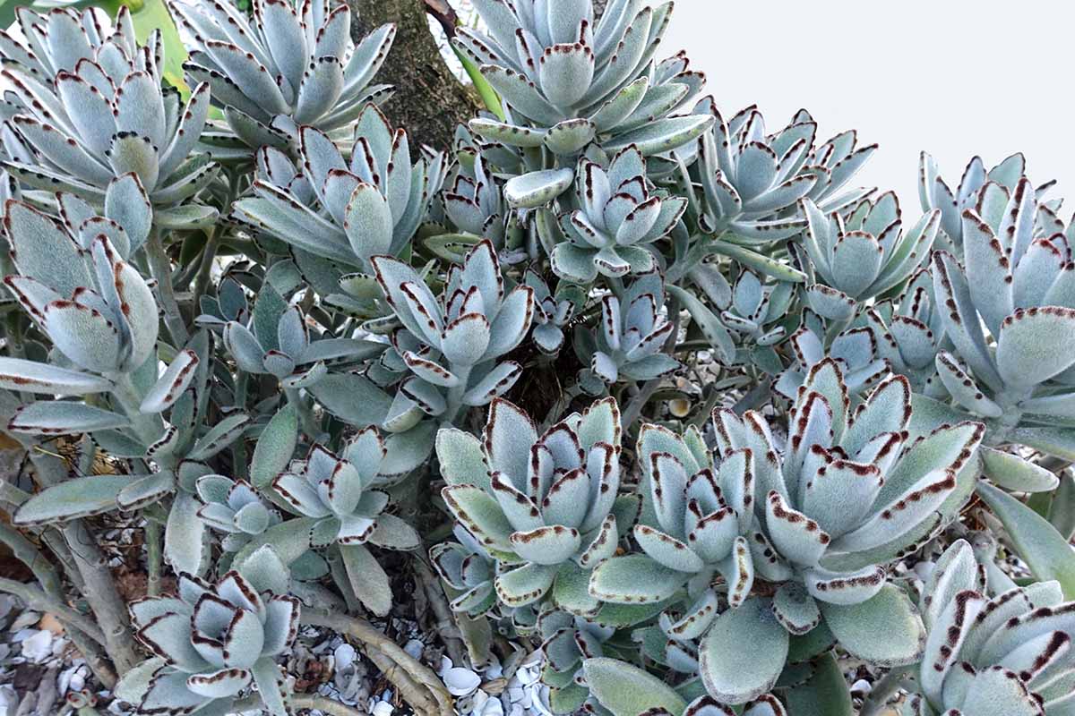A horizontal image of a large planting of panda plant succulents growing outdoors.