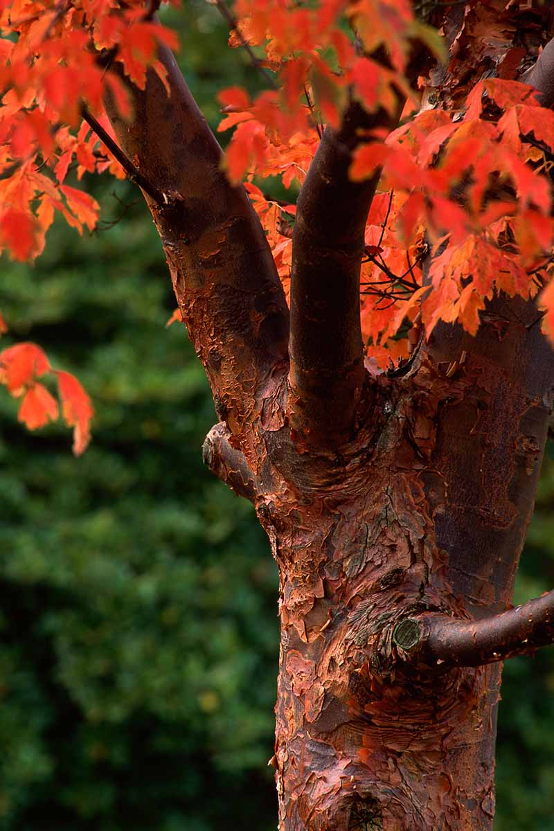 A close up vertical image of a paperbark maple growing in the garden pictured on a soft focus background.