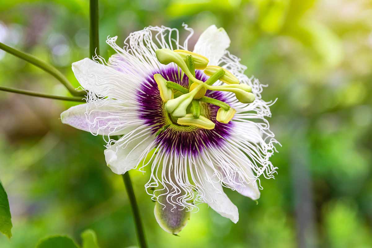 A close up of a single passionflower growing on the vine pictured on a soft focus background.