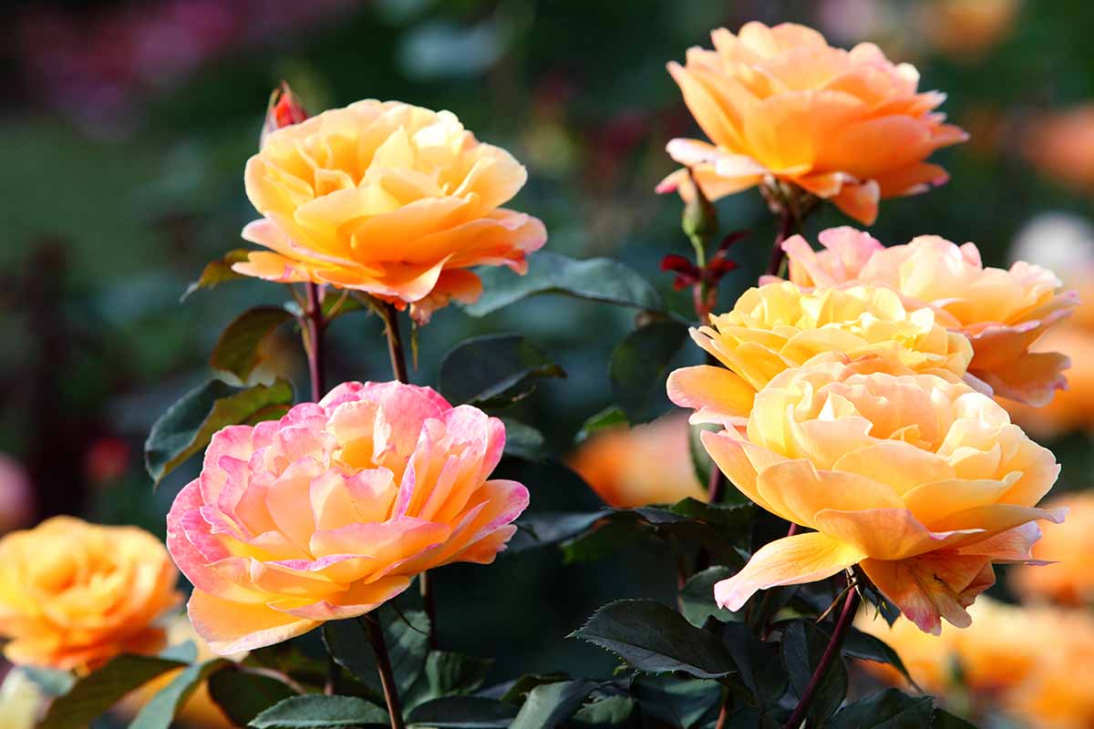 A close up horizontal image of 'Peace' roses growing in the garden with foliage in soft focus in the background.