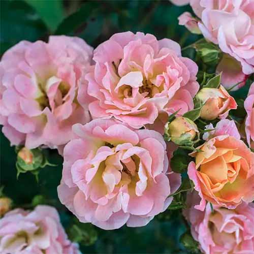 A square image of peach Drift roses growing in the garden.