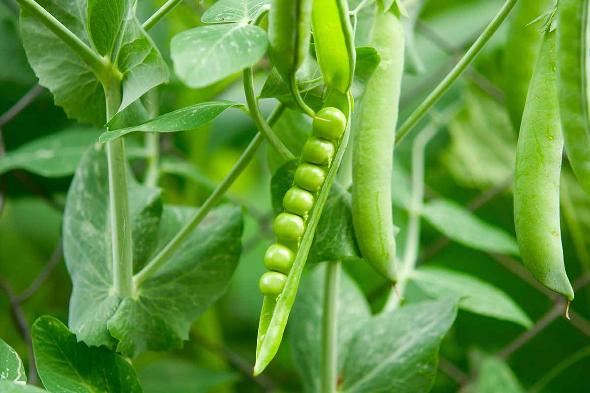 A close up horizontal image of peas growing in the garden.
