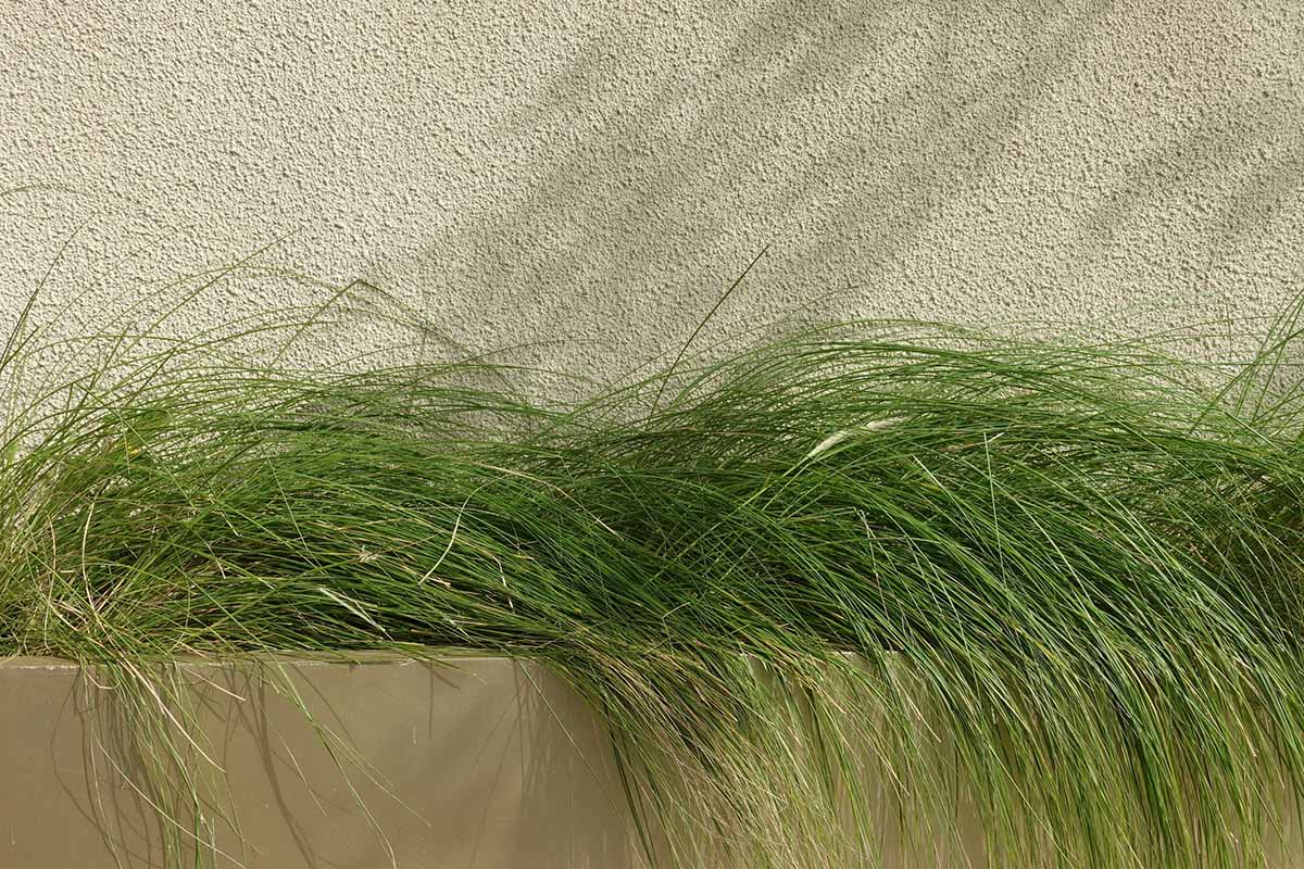 A close up horizontal image of Carex pensylvanica planted in a raised border.