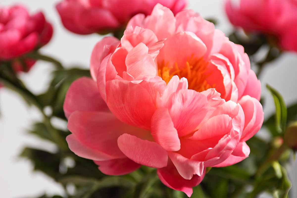 A close up horizontal image of a pinky-orange peony flower pictured on a soft focus background.