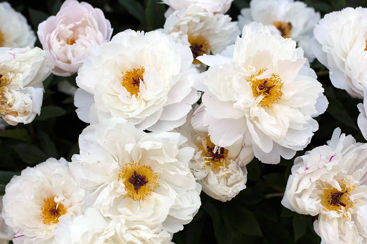 A close up picture of white 'Minnie Shaylor' peonies growing in the garden.