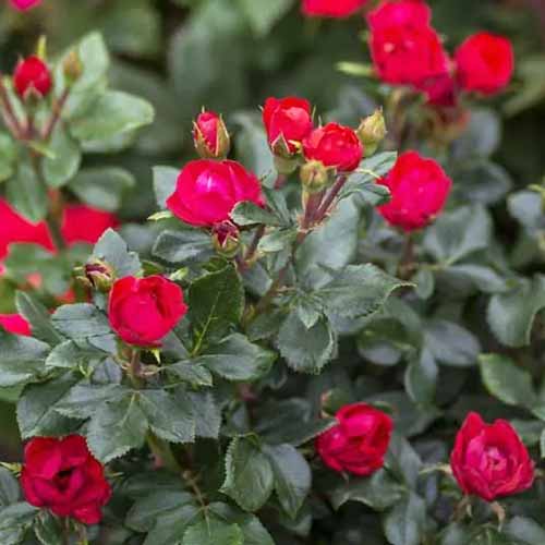 A close up square image of a Petite Knock Out rose shrub with bright red flowers pictured on a soft focus background.