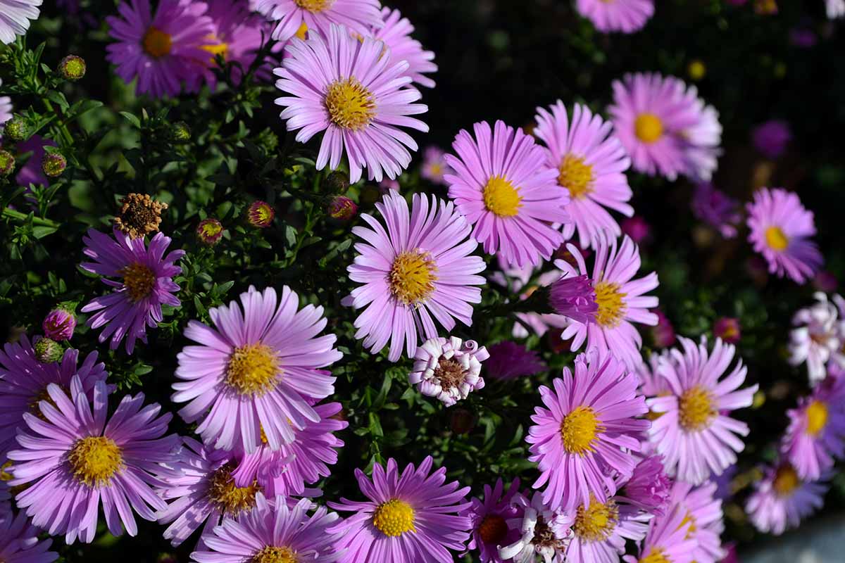 A horizontal image of light purple aster flowers growing in the garden pictured in bright sunshine.