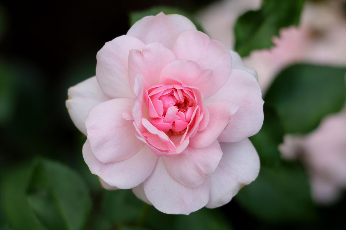 A horizontal image of a light pink Rosa 'Bonica' flower pictured on a soft focus background.