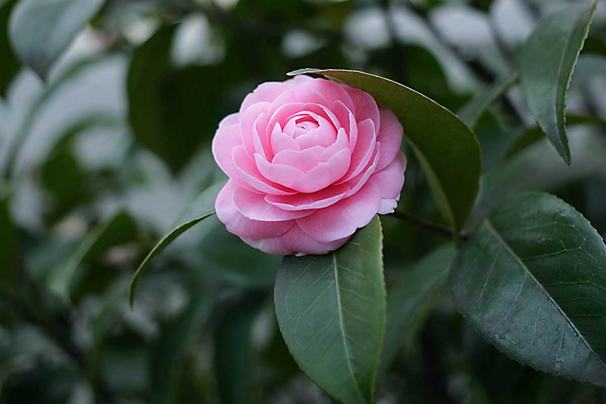 A close up horizontal image of a pink Camellia japonica flower growing in the garden with foliage in soft focus in the background.