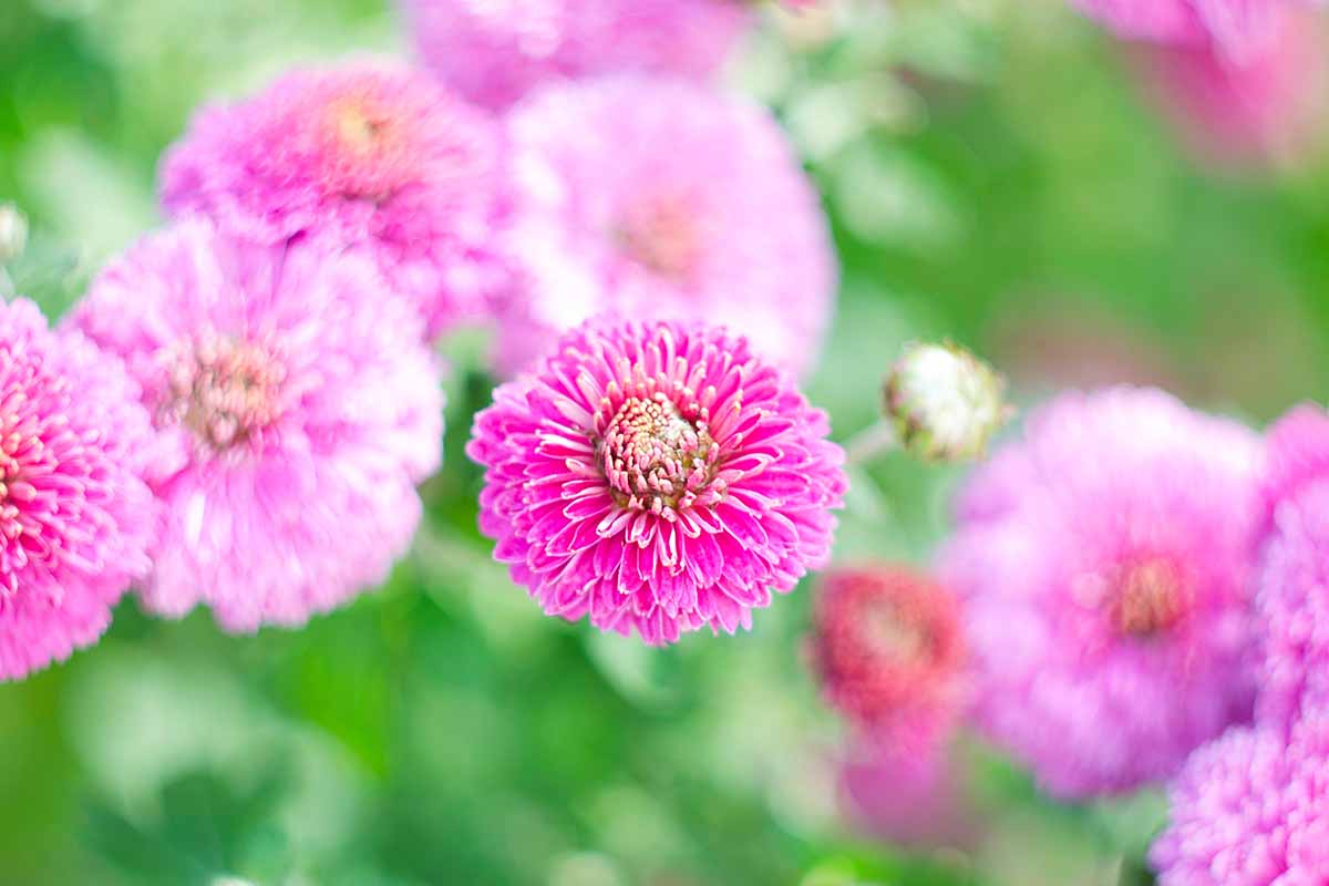 A close up horizontal image of pink chrysanthemum flowers pictured on a soft focus background.