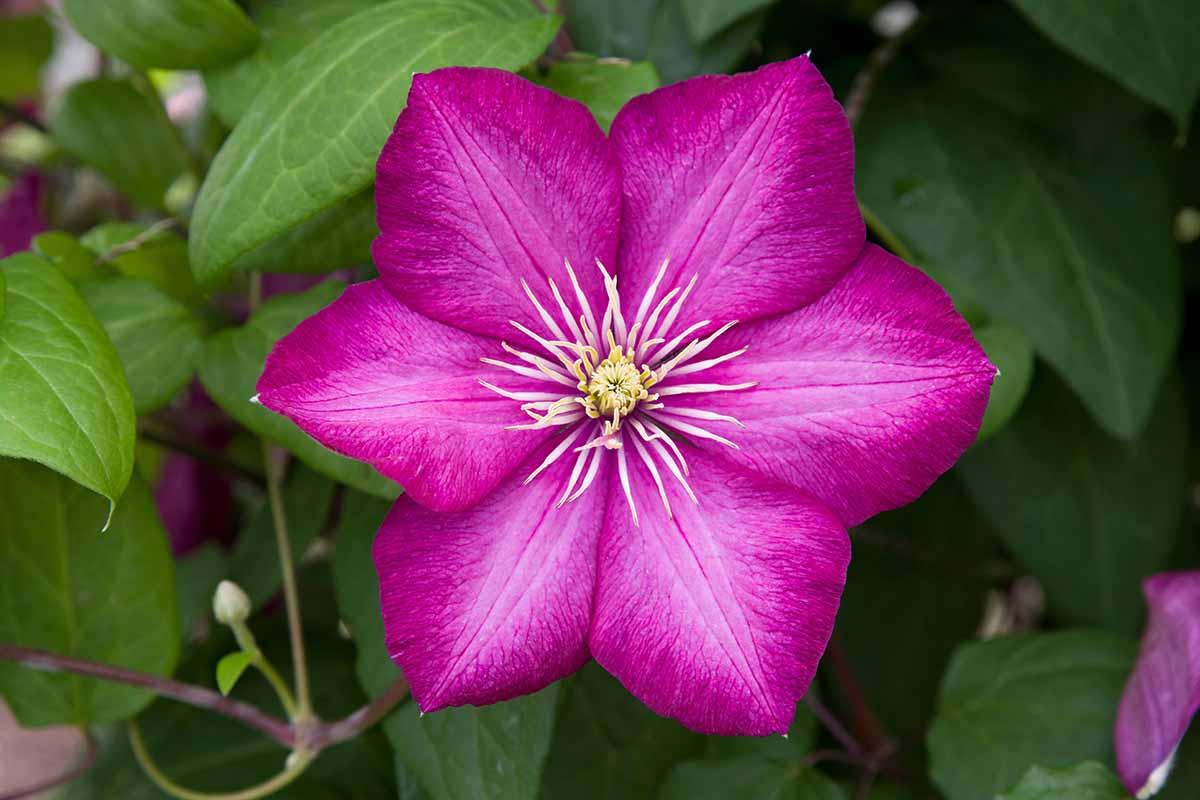 A close up horizontal image of a bright pink 'Comtesse de Bouchaud' clematis flower with foliage in soft focus background.