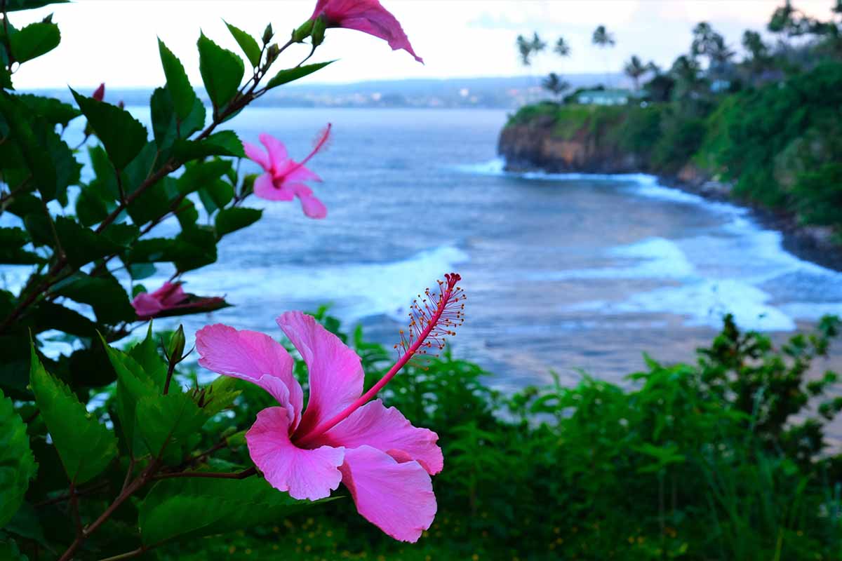 A horizontal image of a coastal scene in Hawaii with flowers in the foreground and the ocean behind.