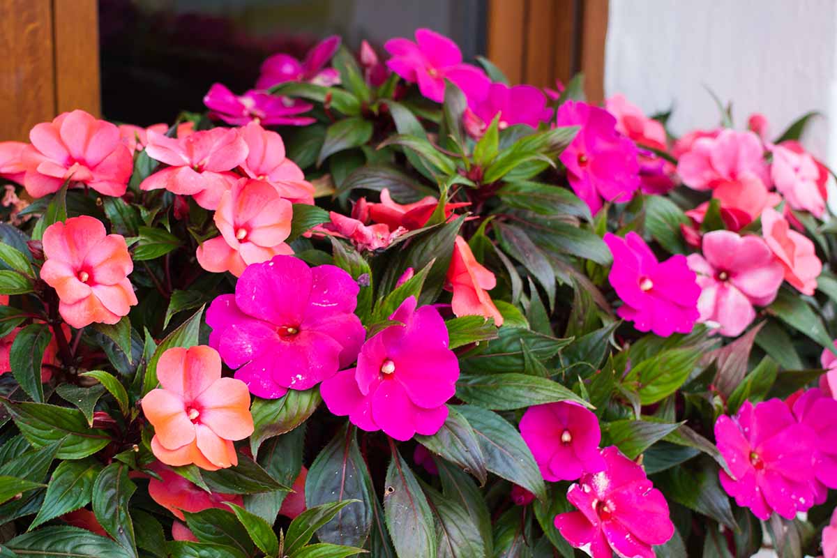 A close up horizontal image of impatiens flowers growing in a window box.