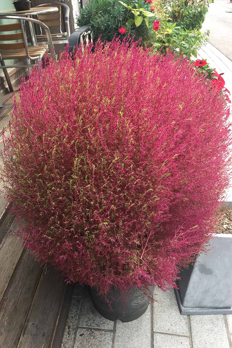 A close up vertical image of pink ornamental grass growing in a pot on the side of a patio.