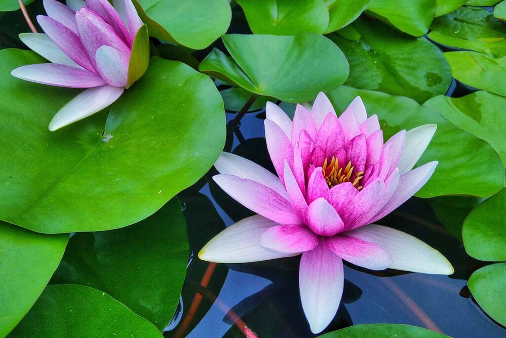 A close up horizontal image of pink water lilies in a pond.