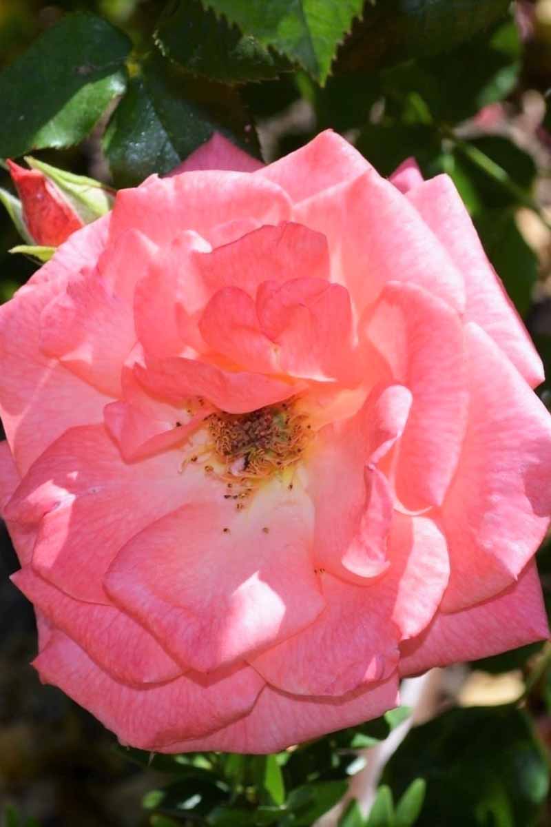 A close up vertical image of a Rosa 'Pink Wonder' flower pictured on a soft focus background.
