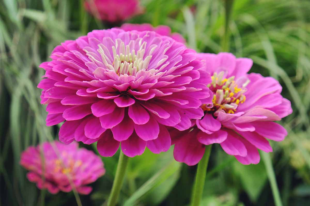 A close up horizontal image of pink zinnia flowers growing in the garden pictured on a soft focus background.
