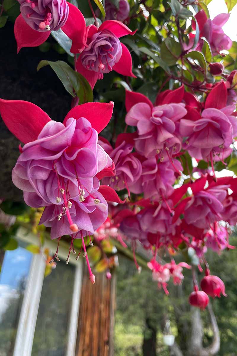 A vertical image of of red and purple edible fuchsia flowers cascading over the side of a hanging basket.