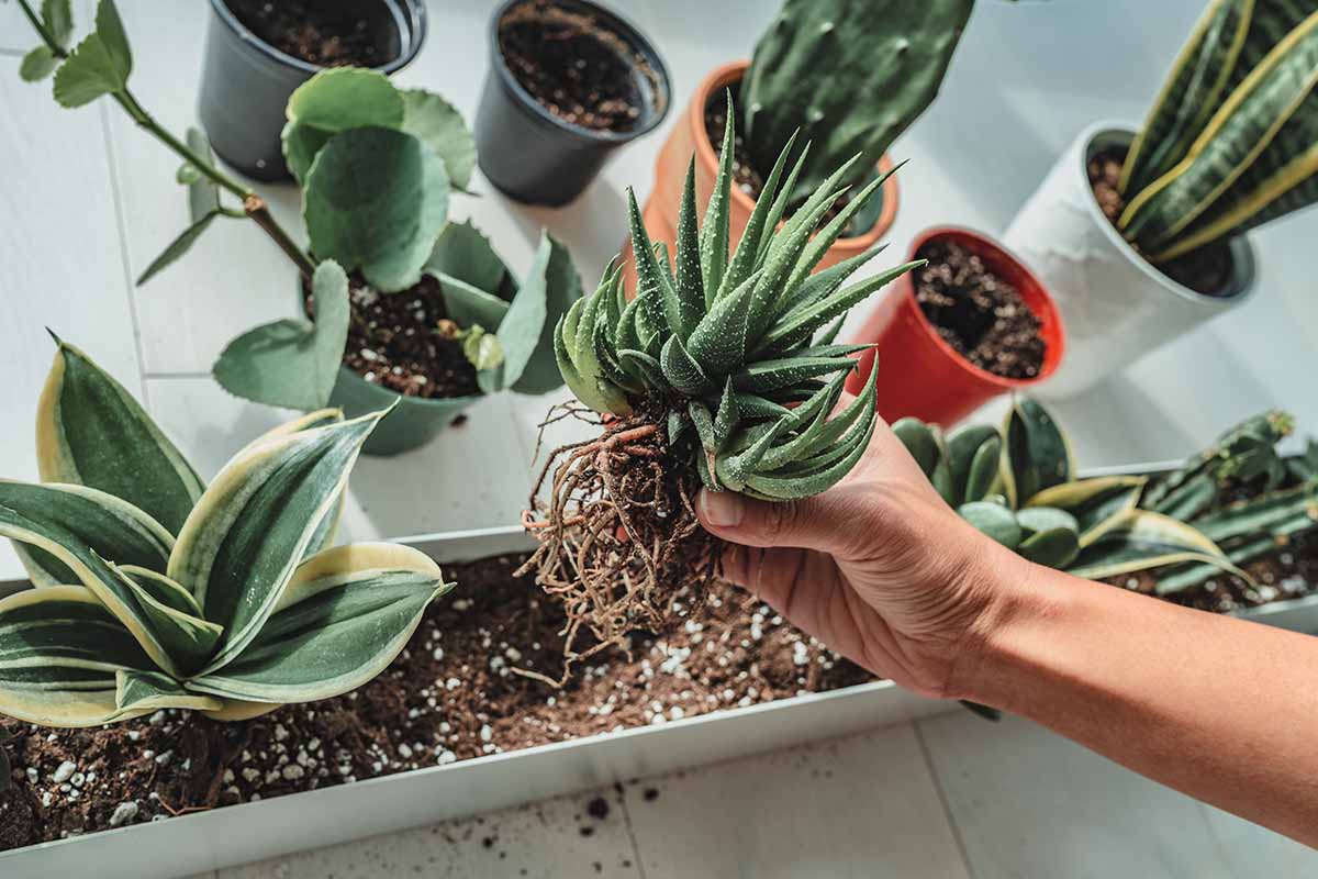 A horizontal image of a hand from the right of the frame transplanting a tiger aloe into a long succulent planter.