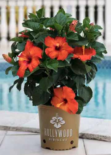 A close up of a small 'Playboy' tropical hibiscus growing in a pot set on the ground by a swimming pool.