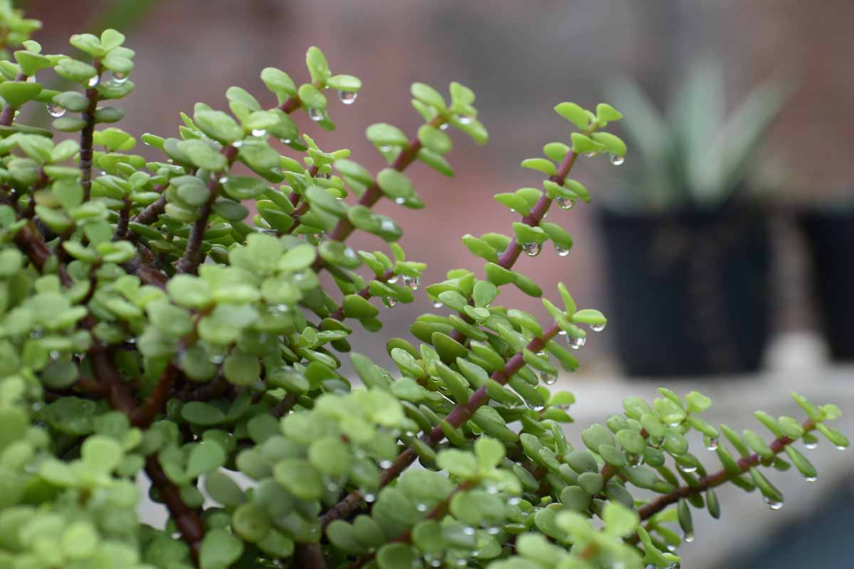 A close up horizontal image of the succulent foliage and reddish stems of Portulacaria afra growing in a pot pictured on a soft focus background.