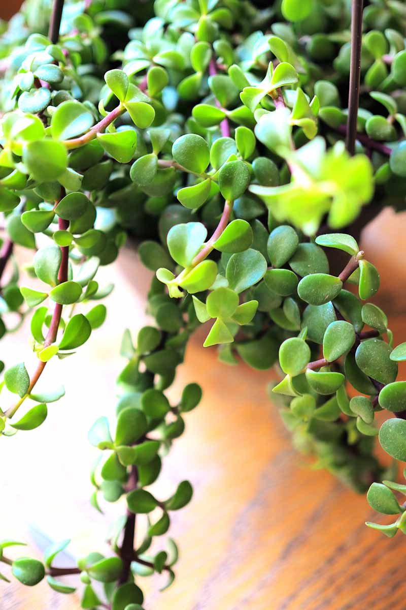 A close up vertical image of Portulacaria afra 'Prostrata' growing in a hanging basket set on a wooden surface.
