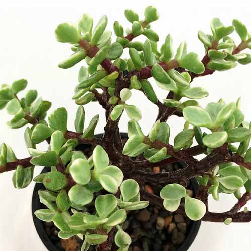 A close up square image of Portulacaria afra 'Variegata' growing in a small pot.
