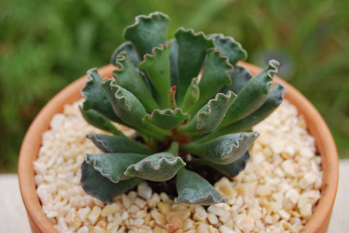 A close up horizontal image of a crinkle-leaf succulent (Adromischus cristatus) growing in a terra cotta pot.