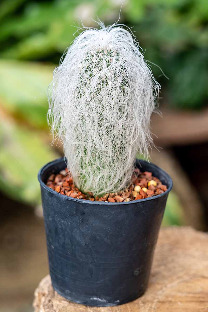 A close up vertical image of a Cephalocereus senilis (old man cactus) growing in a small pot set on a wooden surface.