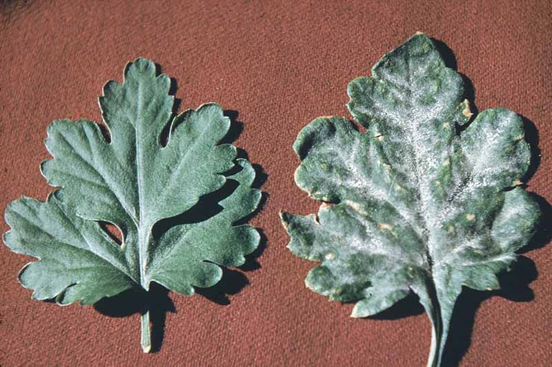 A close up horizontal image of two chrysanthemum leaves, one of which is suffering from a powdery mildew infection.