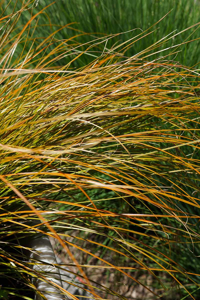 A close up vertical picture of the bronze foliage of Carex testacea 'Prairie Fire' planted in the garden.