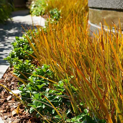 A square image of the foliage of 'Prairie Fire' sedge in a garden border.