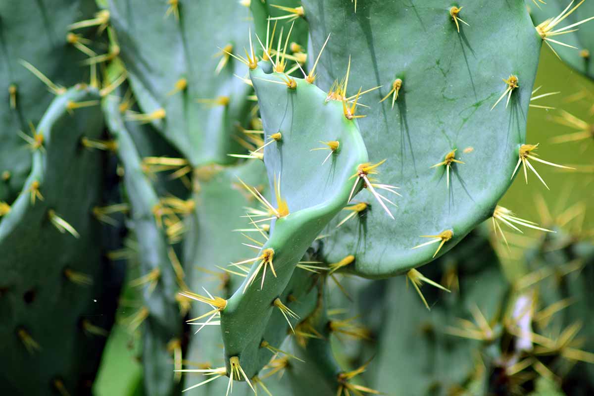 A close up horizontal image of the pads of a nopal cactus showing the large spines.
