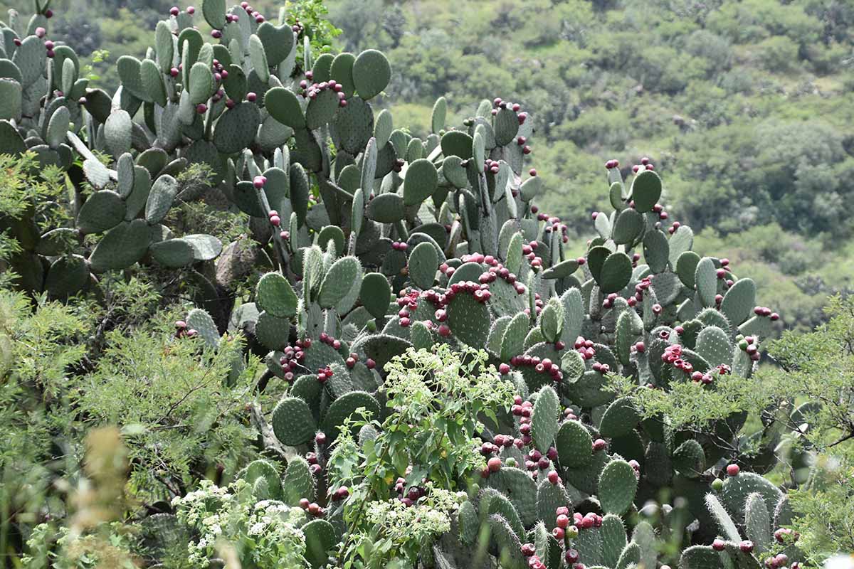 A horizontal image of a large prickly pear (opuntia) cactus growing wild.