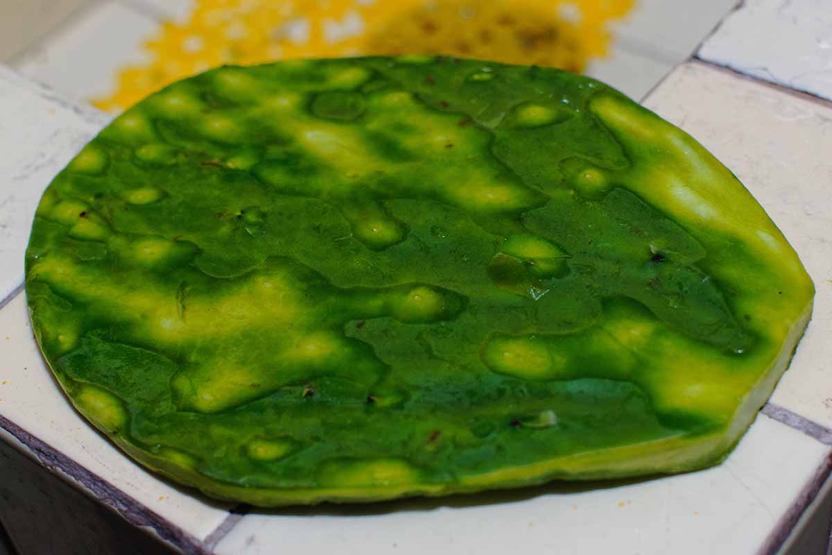A close up horizontal image of a peeled nopal cactus pad set on a kitchen counter.