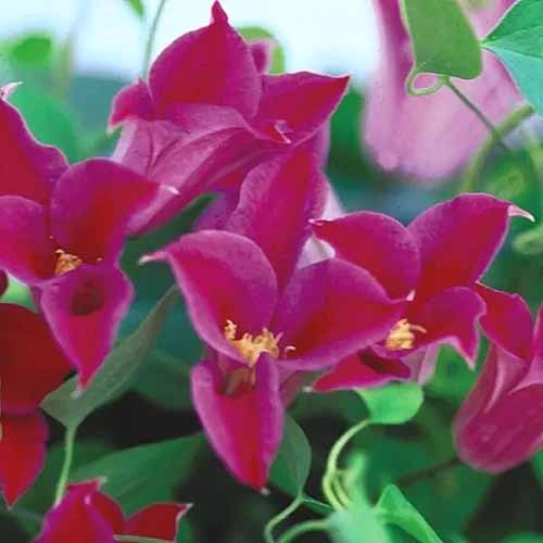 A square image of red 'Princess Diana' clematis growing in the garden pictured on a soft focus background.
