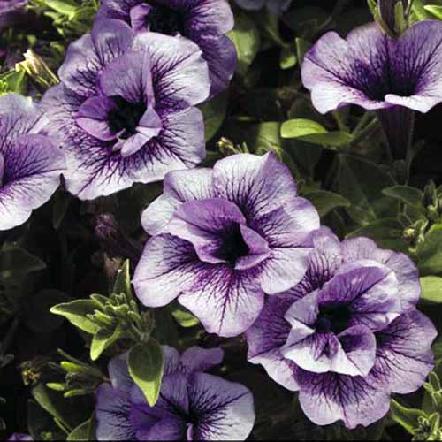 A close up square image of the purple flowers of 'Priscilla' petunias growing in the garden.
