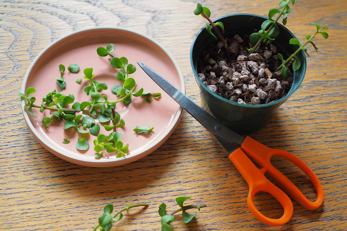A close up horizontal image of a plate of elephant bush cuttings with a pair of scissors and a few cuttings propagating in a green pot.