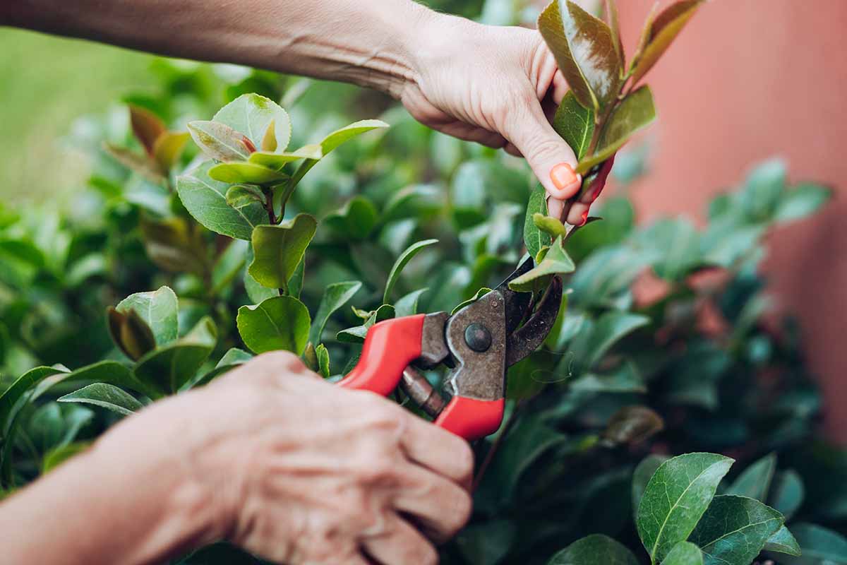 A close up horizontal image of a gardener pruning the foliage of a shrub.