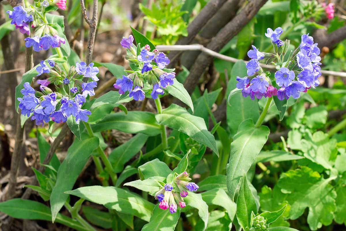 A close up horizontal image of the light blue flowers of Pulmonaria mollis lungwort growing in the garden pictured in light sunshine.