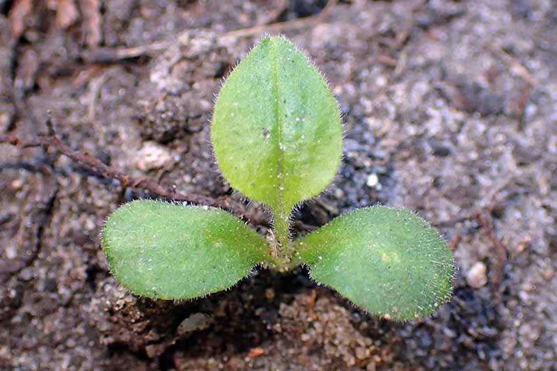 A close up horizontal image of a small Pulmonaria seedling (lungwort) growing in the garden.