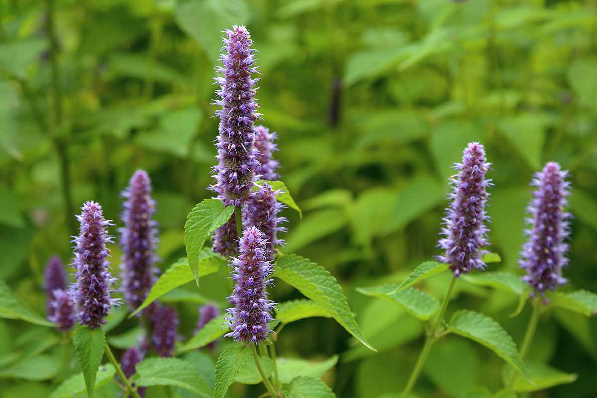 A horizontal image of purple anise hyssop flowers growing in the garden pictured on a soft focus background.