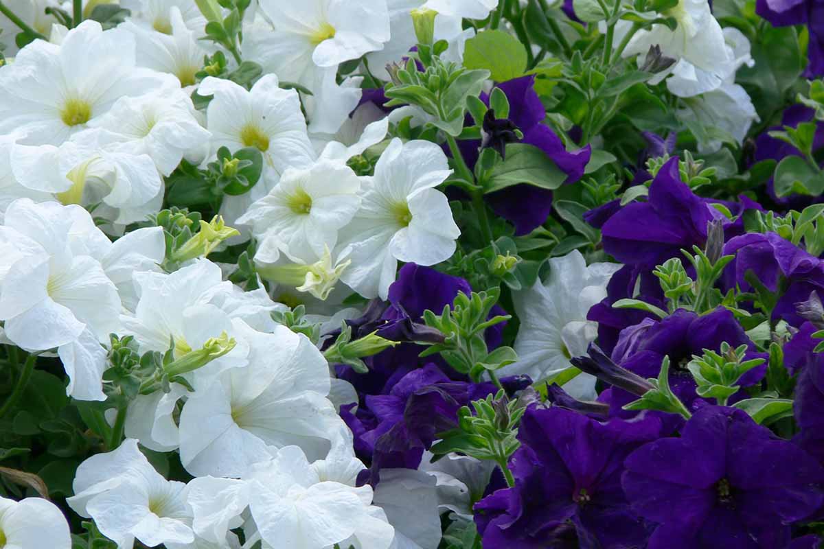 A close up horizontal image of purple and white petunias growing in the garden.