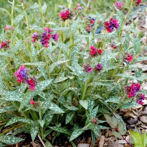 A close up square image of Pulmonaria 'Raspberry Splash' lungwort growing in the garden.