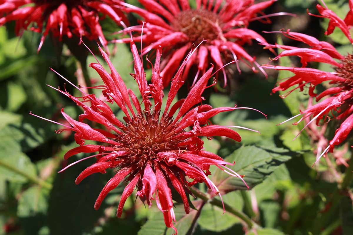A horizontal image of red Monarda (bee balm) flowers pictured in bright sunshine.