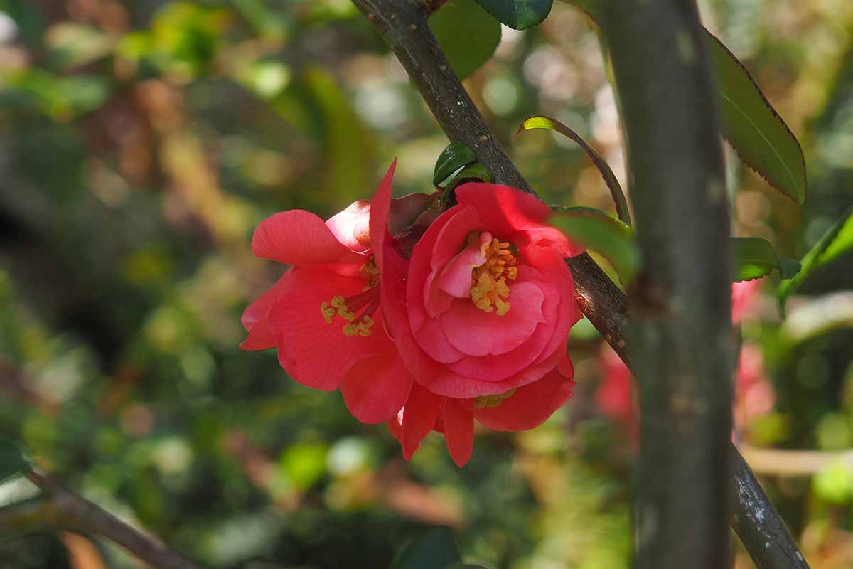 A close up horizontal image of a red quince flower pictured on a soft focus background.