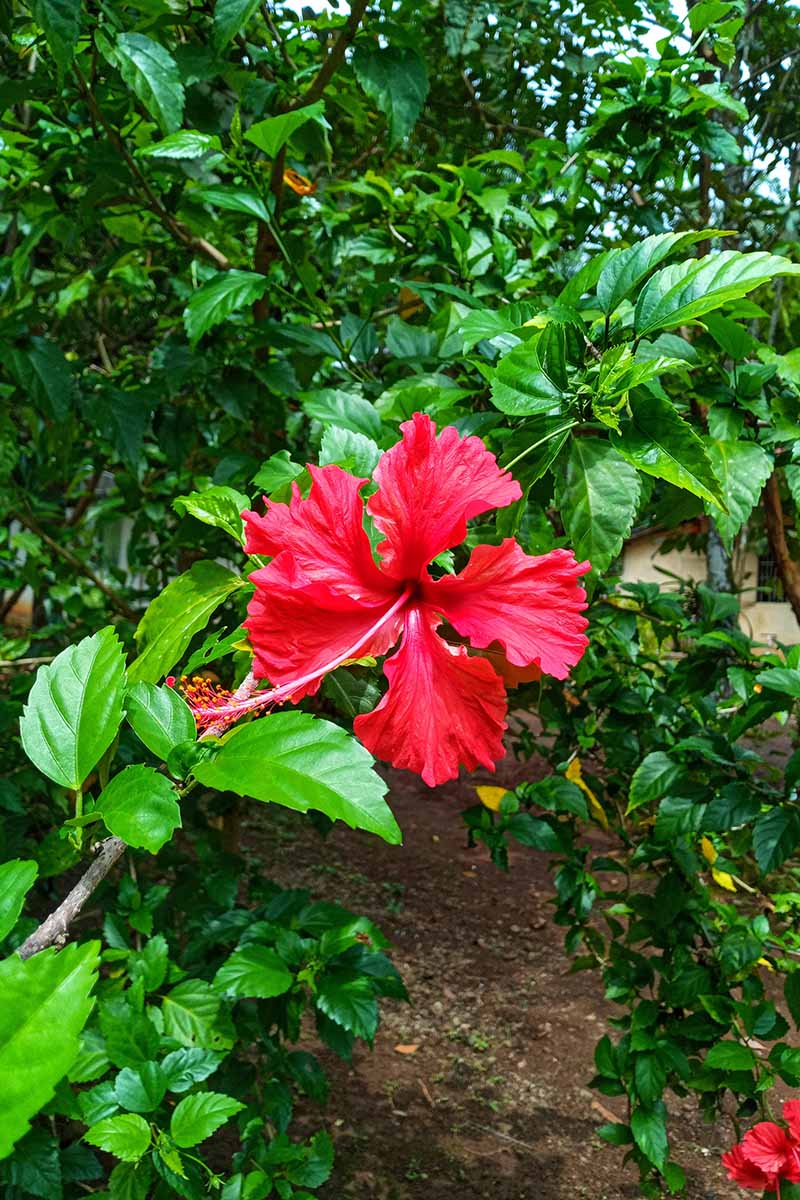 thumbnail image 2 of Yellow Hibiscus Bush Dwarf - Tropical Plant 10-12 Inch Height In 1 Gallon Pot 2 of 4